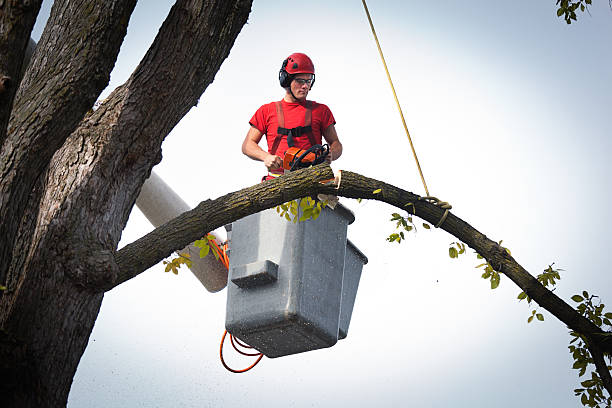 Best Large Tree Removal  in Rm Beach, WA